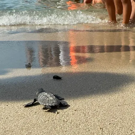 Casa Olivares Torre Lapillo